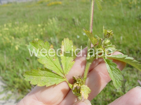cinquefoil, silvery